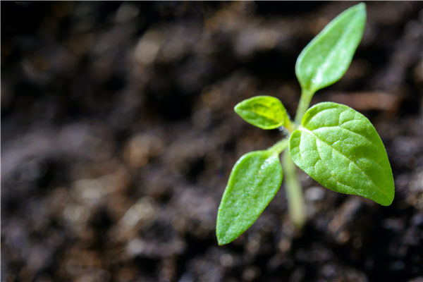 植物冠层测量仪