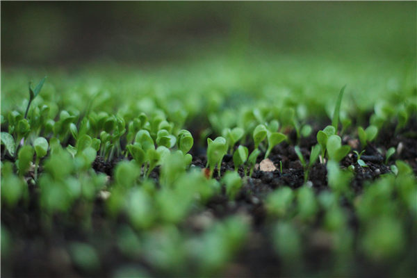 植物冠层分析仪